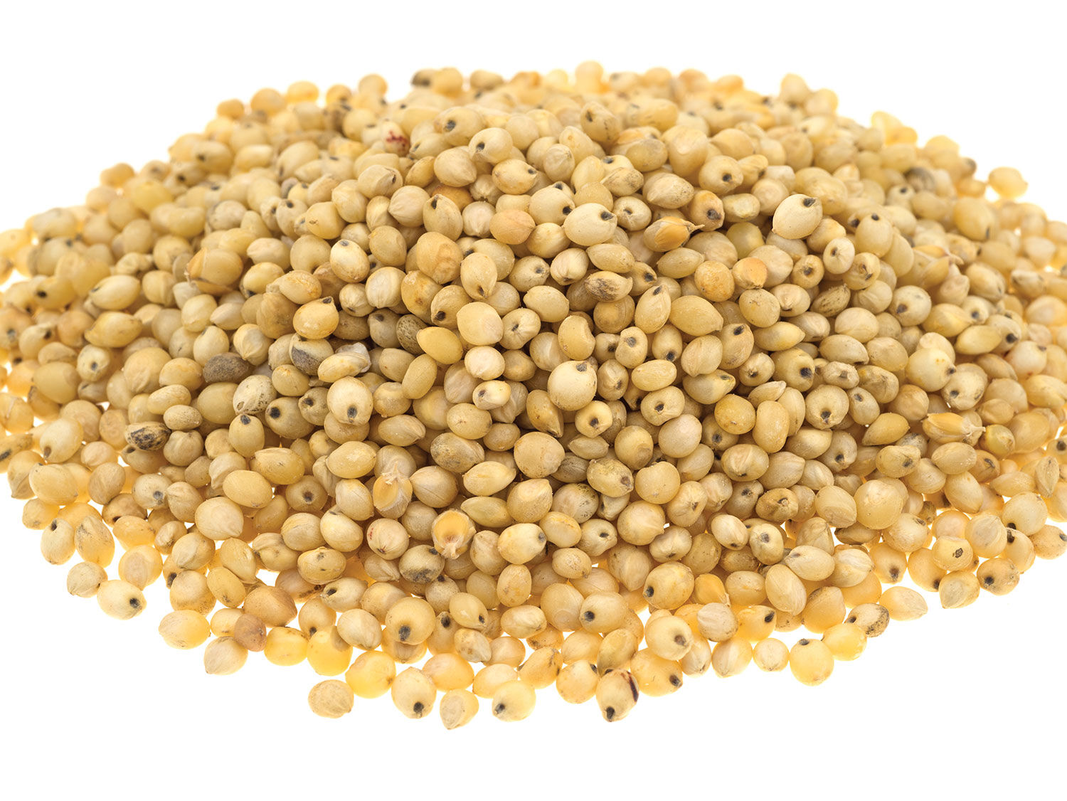 Sorghum